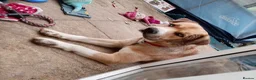 Mixed Breed dogs for sale: Husky Cross Looking for His Forever Home - Advert 6
