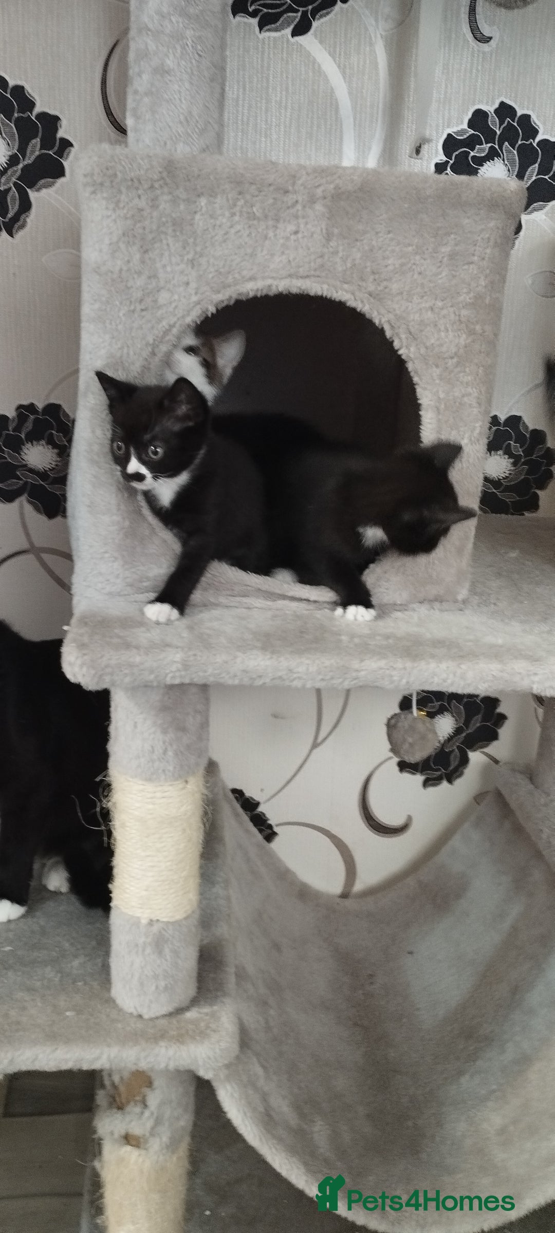 British Shorthair cats for sale: Lovely kittens search new homes - Advert 8