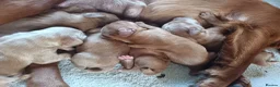 Cocker Spaniel dogs for sale: 6 STUNNING KC REGISTERED COCKER SPANIEL PUPPIES  - Advert 4