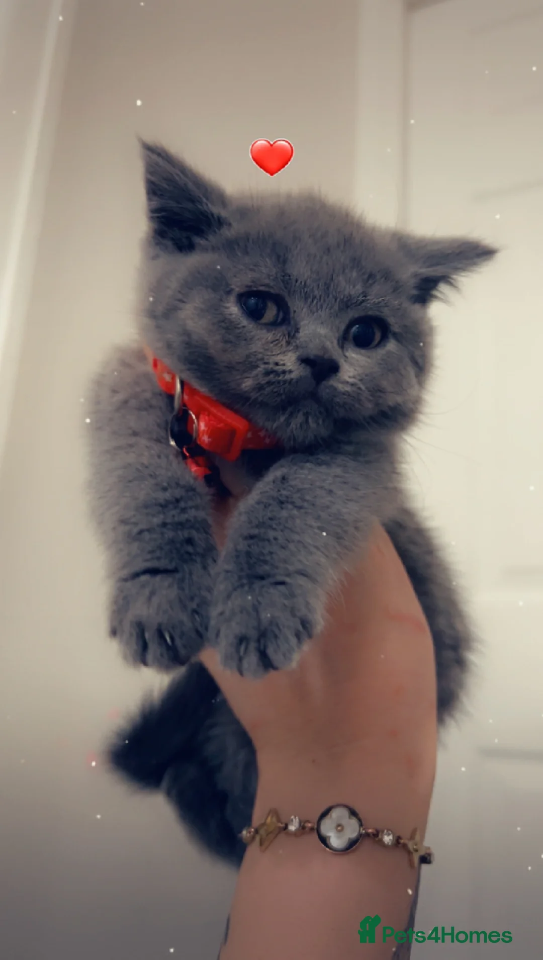 British Shorthair cats for sale: Beautiful BSH Kittens / GCCF registered  - Advert 6