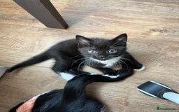 Mixed Breed cats for sale: GORGEOUS BOYS NEEDING HOMES - Image 1