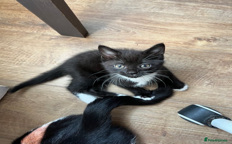 Mixed Breed cats - Advert 11