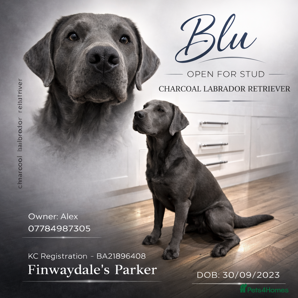 Labrador Retriever dogs Charcoal Labrador For Stud - Advert 1