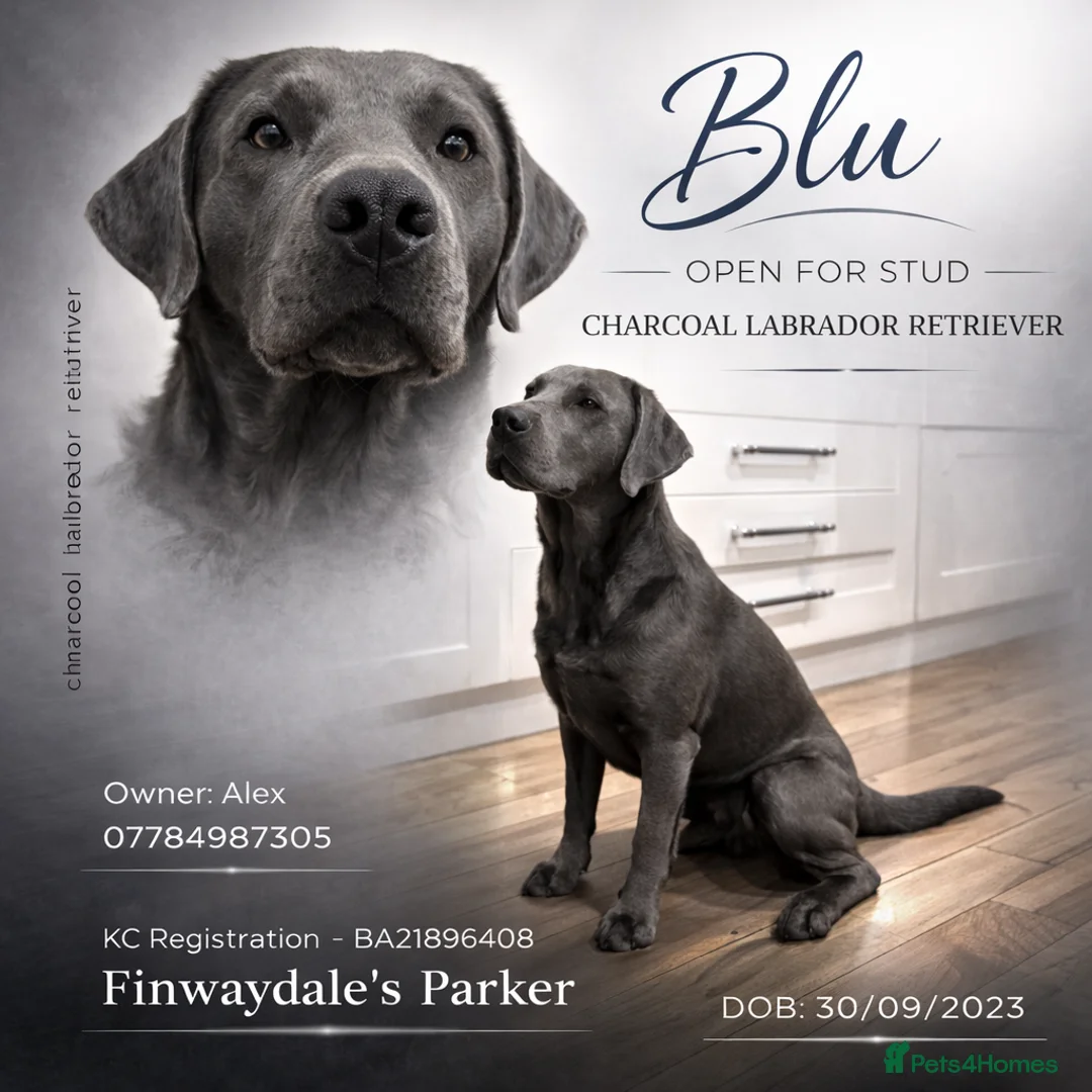 Labrador Retriever dogs for stud: Charcoal Labrador For Stud - Advert 1