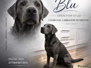 Labrador Retriever dogs Charcoal Labrador For Stud - Advert 1