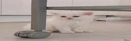 Munchkin cats for sale: Turkish Angora x Munchkin male and female  - Advert 7