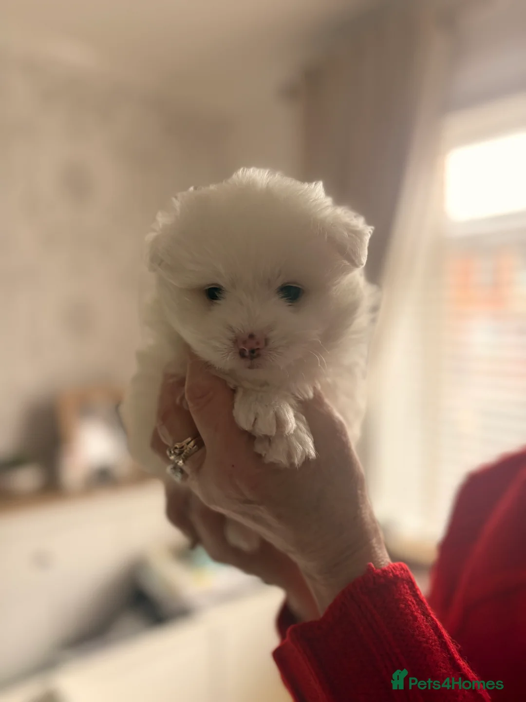 Mixed Breed dogs for sale: Pomachon male puppies  - Advert 6