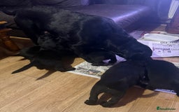 Mixed Breed dogs for sale: Labrotties - Image 13