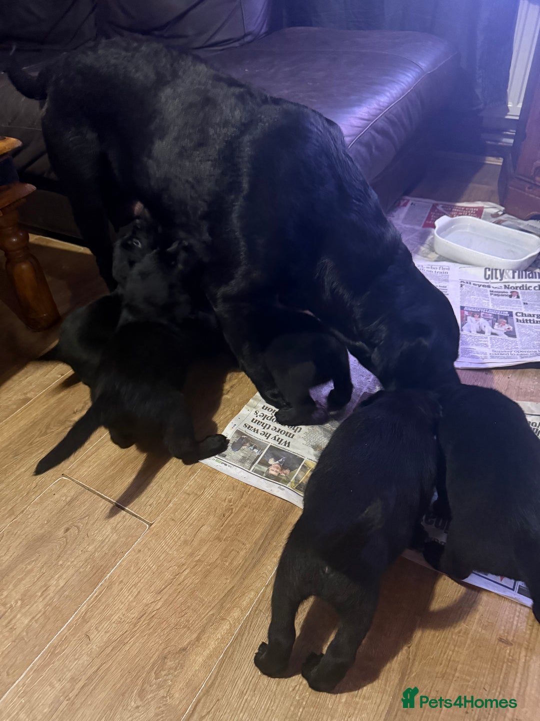 Mixed Breed dogs for sale: Labrotties - Image 13