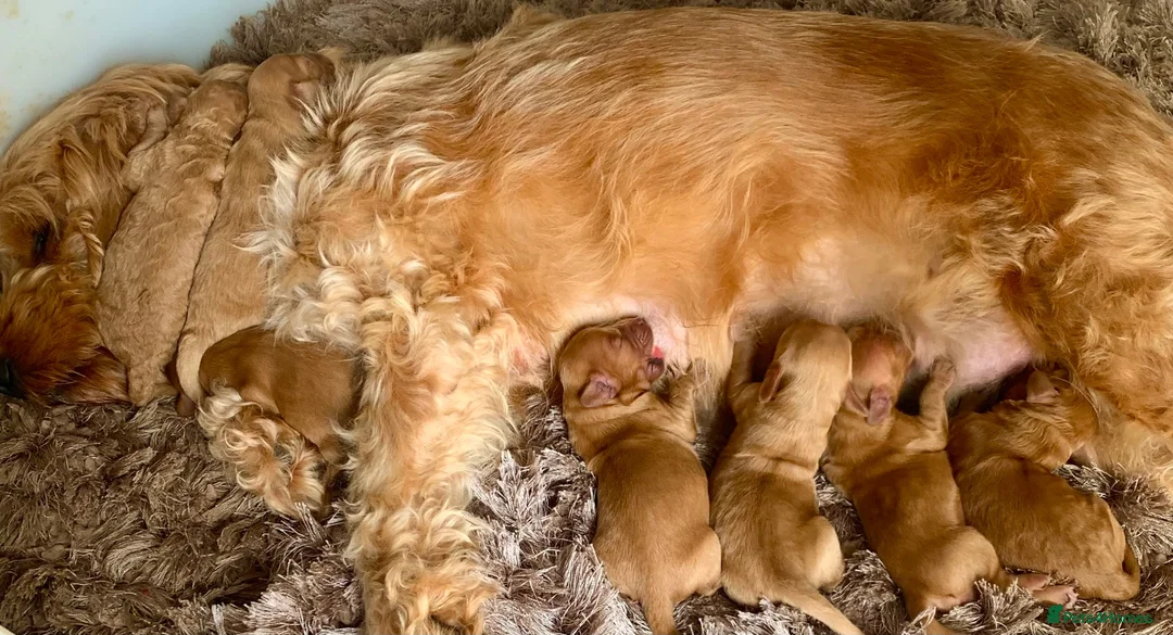Cockapoo dogs for sale: Cockapoo puppies  - Advert 9