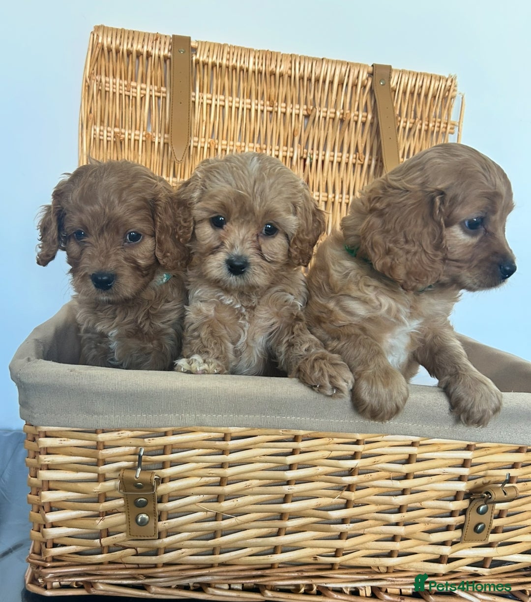 Cavapoo dogs for sale: Stunning, F1 Cavapoo fully health tested parents  - Image 23