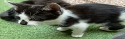 Mixed Breed cats for sale: Kittens for Sale. Ready Now for Loving Homes - Advert 11