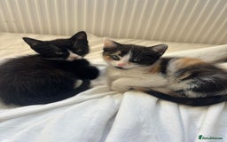 Domestic Shorthair cats for sale: 2 beautiful kittens  - Image 1