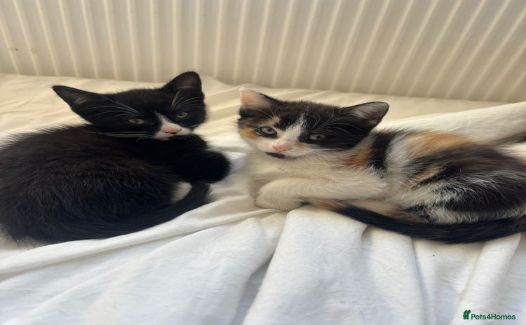 Domestic Shorthair cats - Advert 7