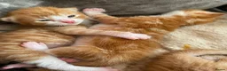 Mixed Breed cats for sale: Beautiful kittens  - Advert 6