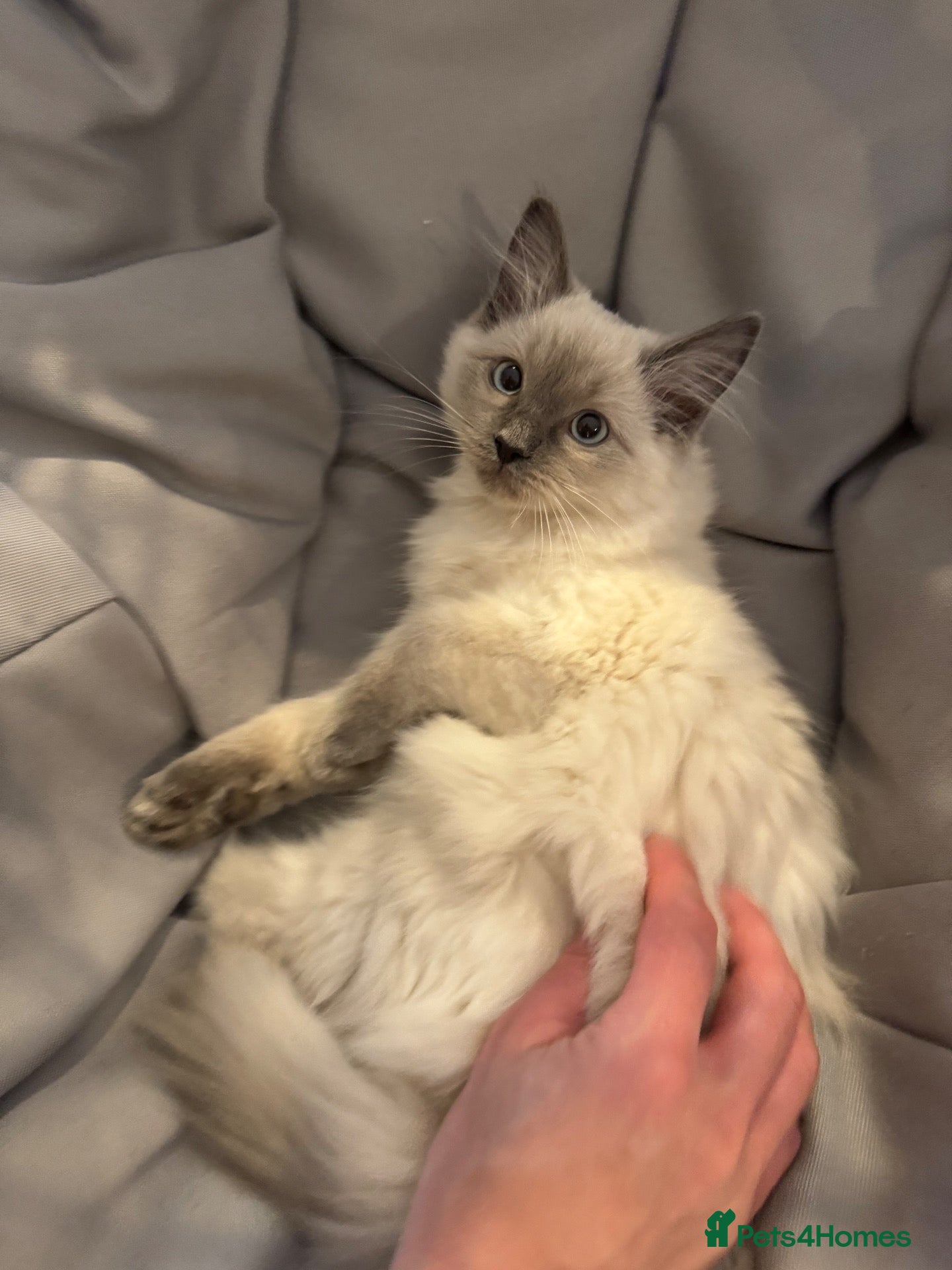 Ragdoll cats for sale: Last little Ragdoll girl available 🐾 - Advert 1