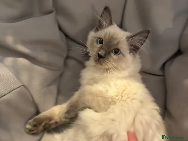 Ragdoll cats for sale: Last little Ragdoll girl available 🐾 - Advert 1
