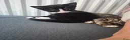 Mixed Breed cats for sale: 2 boys 2 girls no chips or vaccinations  in Tamworth - Advert 3