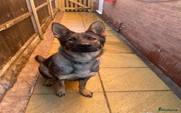 German Shepherd dogs for sale: *German Shepherd – 1 Year 6 Months Old* - Advert 6