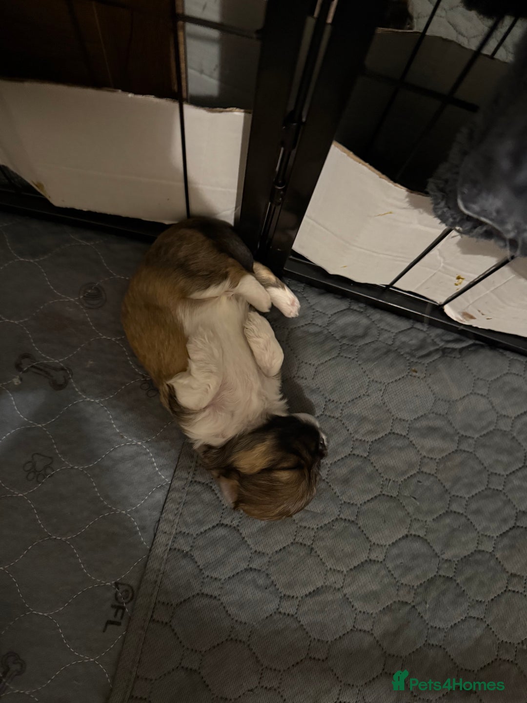 Lhasa Apso dogs for sale: 6 beautiful Lhasa apsos  - Image 3