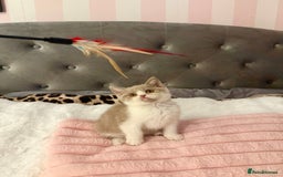 British Shorthair cats for sale: Pure British Shorthair kittens ready now 🏆🥇😻 - Image 5