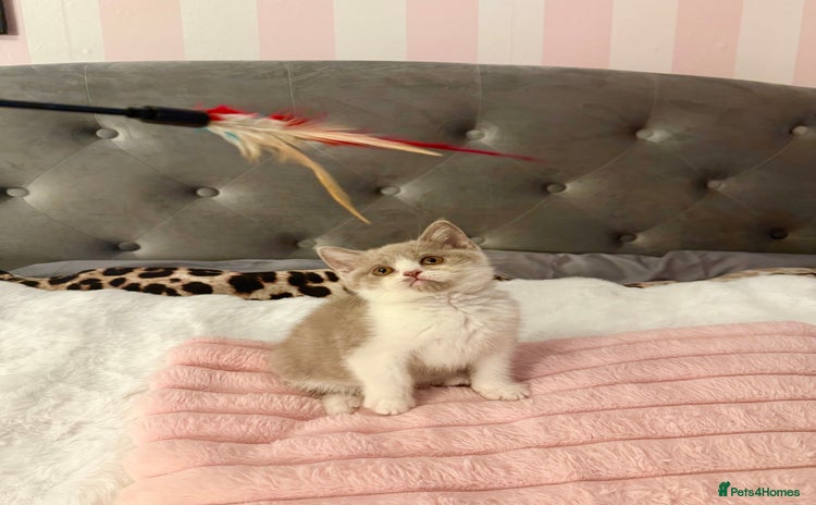 British Shorthair cats - Advert 3