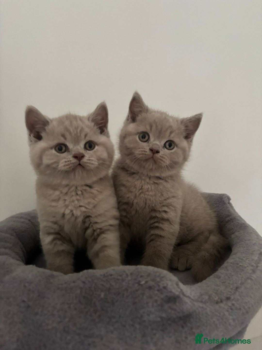 British Shorthair cats for sale: GCCF Registered 2 males 💙💙 - Advert 7