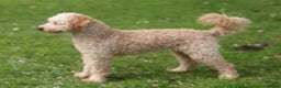 Toy Poodle dogs for stud: FullPanel DNA Tested Clear, KC reg+ Apricot in Heathfield - Advert 4