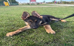 German Shepherd dogs for sale: Beautiful Black and Tan boy Bear  - Image 5