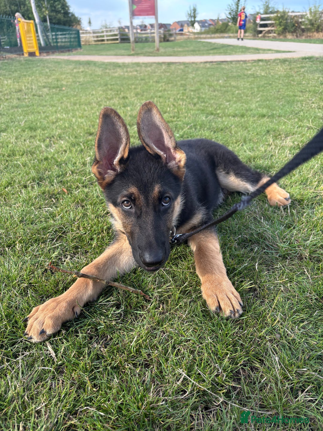 German Shepherd dogs for sale: Beautiful Black and Tan boy Bear  - Image 5