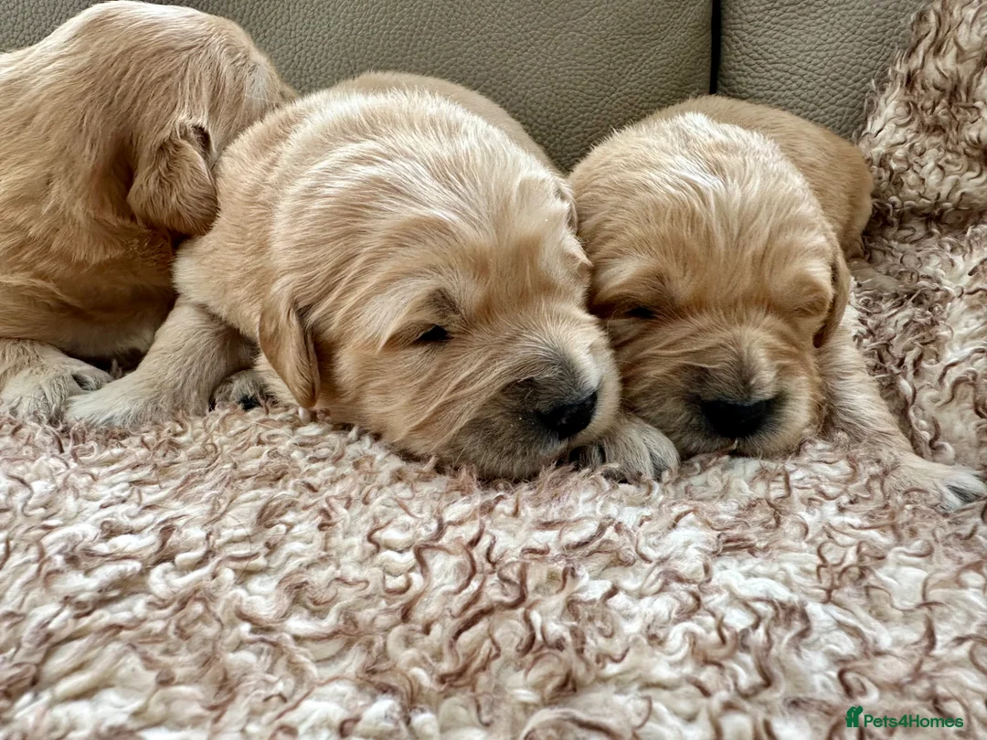 Golden Retriever dogs for sale: Gorgeous golden retriever puppies  in Doncaster - Advert 2