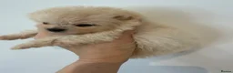 Pomeranian dogs for sale: Kc pomeranian puppies  - Advert 15