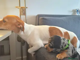 Jackshund dogs A stunning Jack Russell Terrier and Dachshund mix. - Advert 1