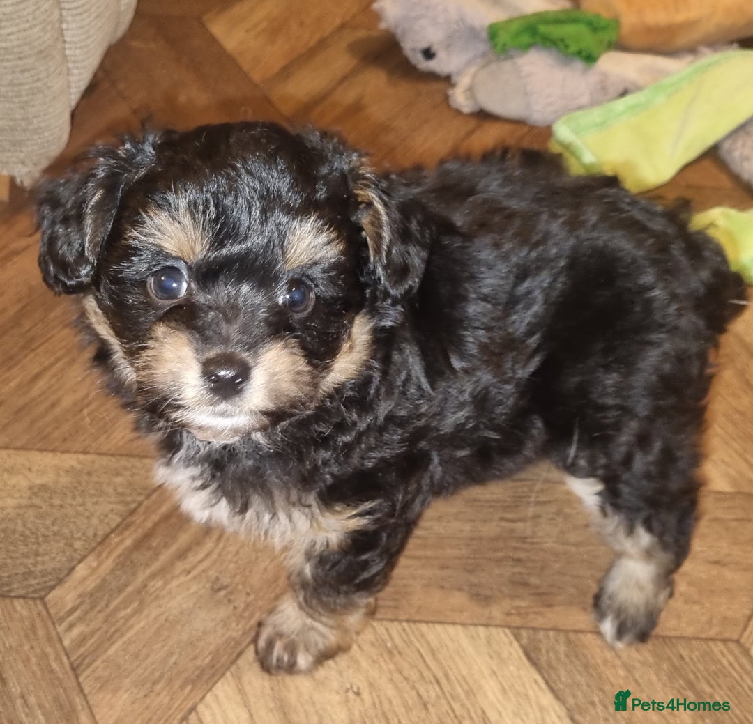 Mixed Breed dogs for sale: Pomchipoo, ready now. - Advert 2