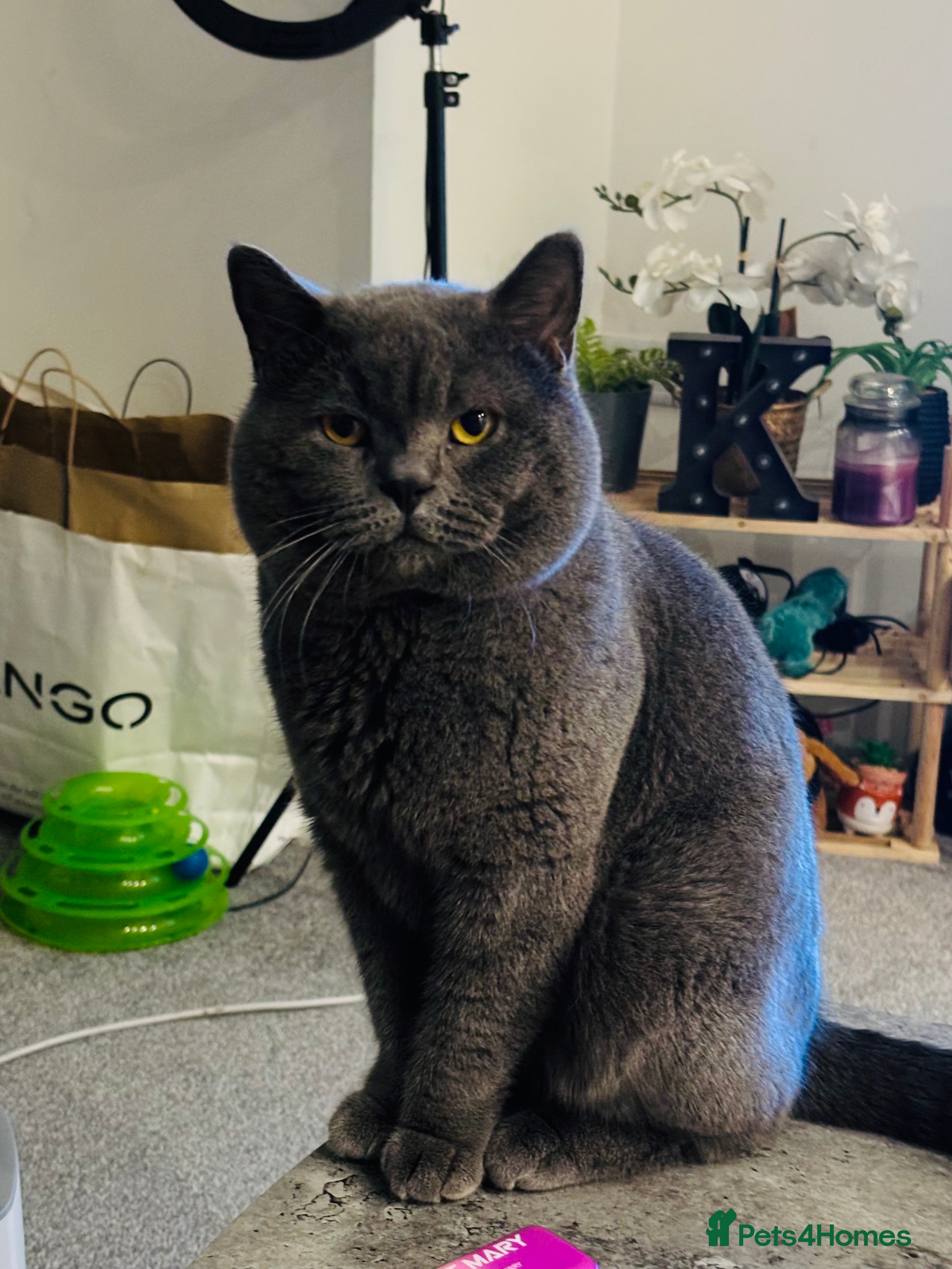 British Shorthair cats Lovely British Shorthair Cat for Sale – Simba 🐾 - Advert 1