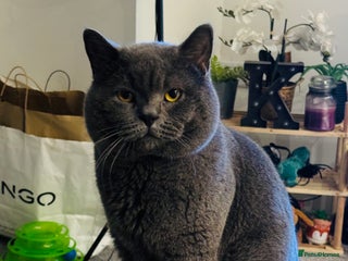 British Shorthair cats Lovely British Shorthair Cat for Sale – Simba 🐾 - Advert 1
