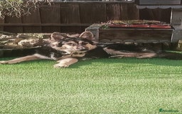 German Shepherd dogs for sale: German shepherd puppies 2boys/2girs  - Image 6