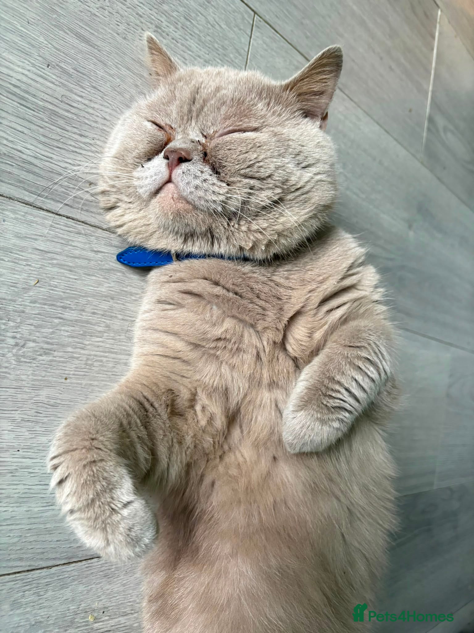 British Shorthair cats Beautiful Lilac British Shorthair Male - Advert 1