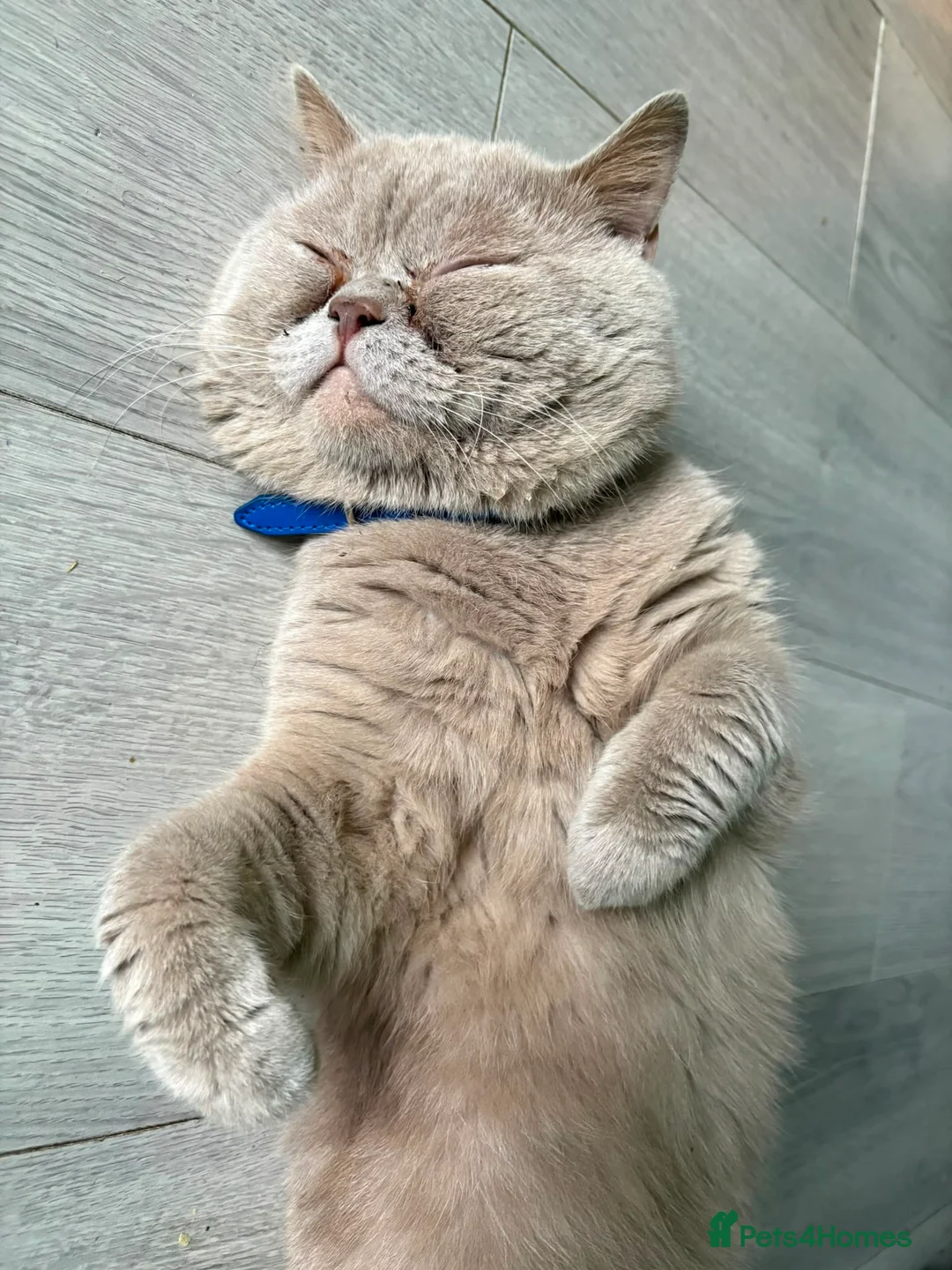 British Shorthair cats for sale: Beautiful Lilac British Shorthair Male - Advert 1