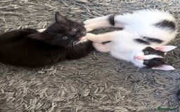 British Shorthair cats for sale: Female Kittens - Image 1