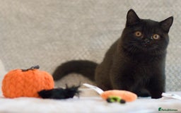 British Shorthair cats for sale: Beautiful BSH kittens 😻 - Image 2