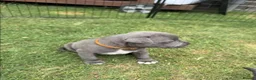 Staffordshire Bull Terrier dogs for sale: fdfeFEF 6 x English Staffy Pure Bred BLUE chunky in Romford - Advert 3