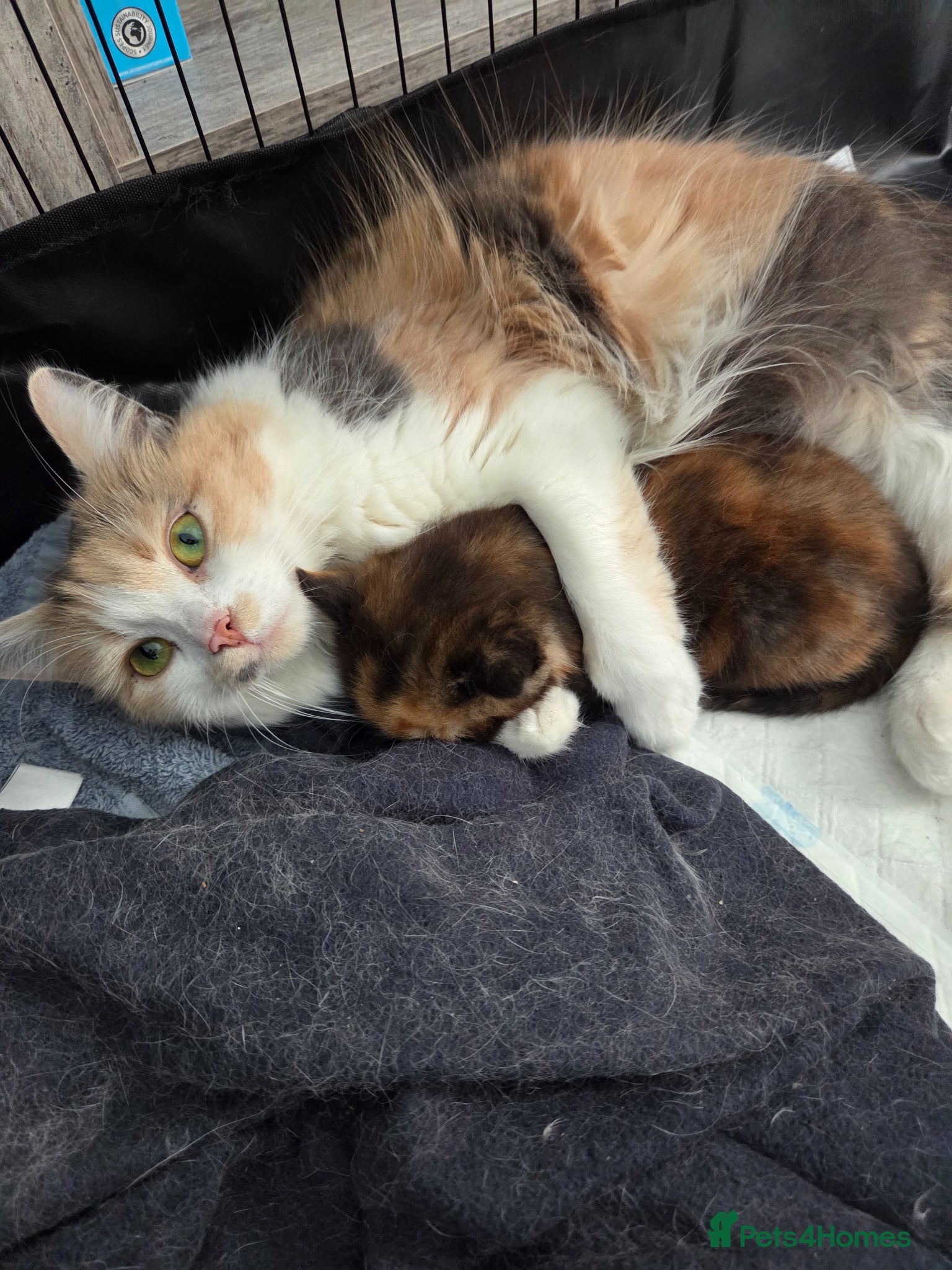 British Shorthair cats  Beautiful Tortie and white BSH cross - Advert 3