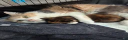 British Shorthair cats for sale:  Beautiful Tortie and white BSH cross - Advert 1
