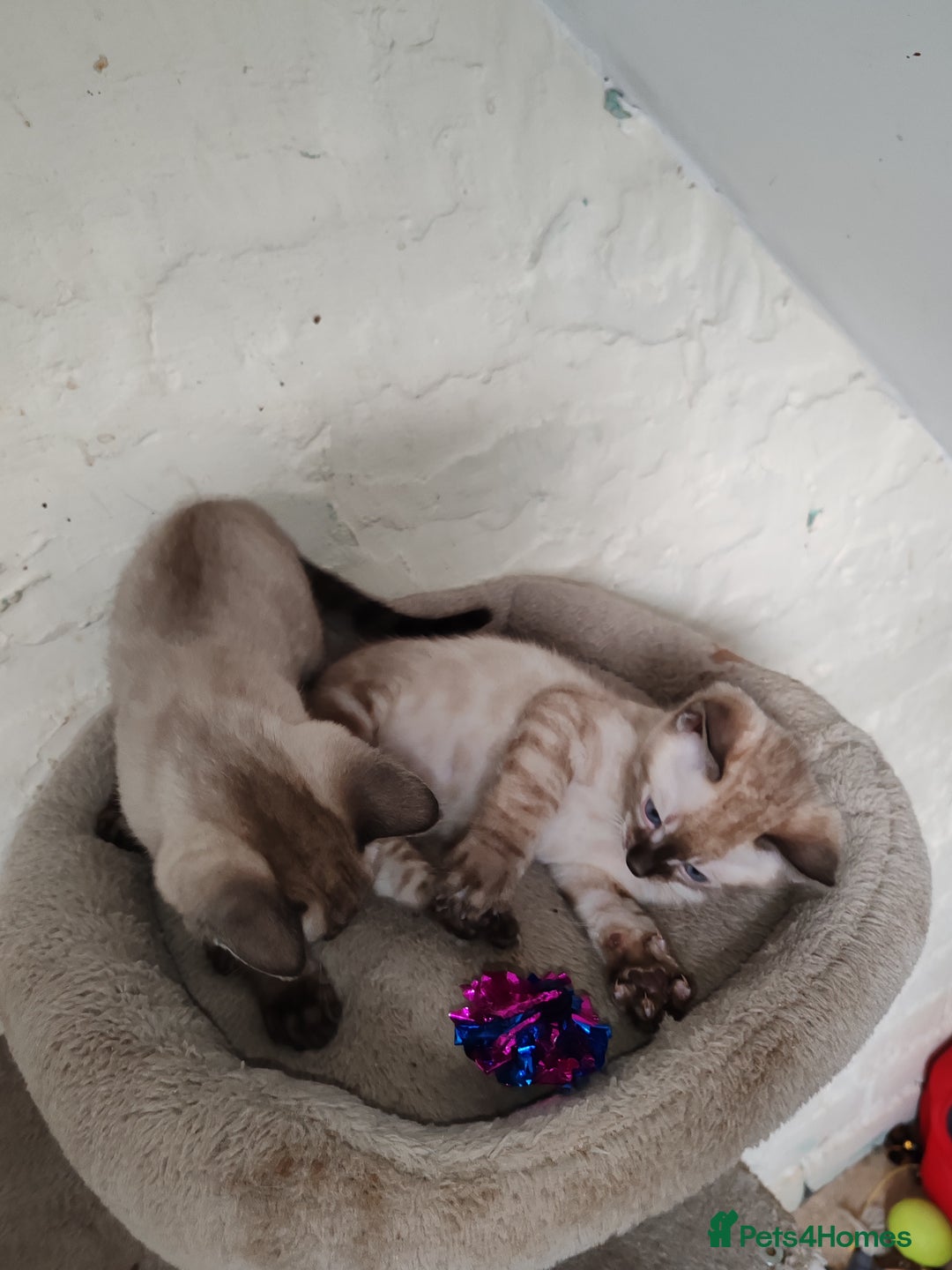 Bengal cats for sale: Snow lynx bengal kittens - Advert 5