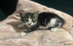 Mixed Breed cats for sale: Tabby Kitten - Image 3