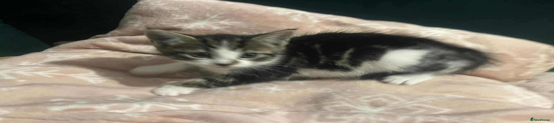 Mixed Breed Kitten 2