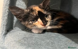 Mixed Breed cats for sale: 1 boy 2 girl kittens - Image 8