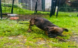 Jack Russell dogs for sale: Black Brindle Jack Russell. Price reduced !  - Image 5