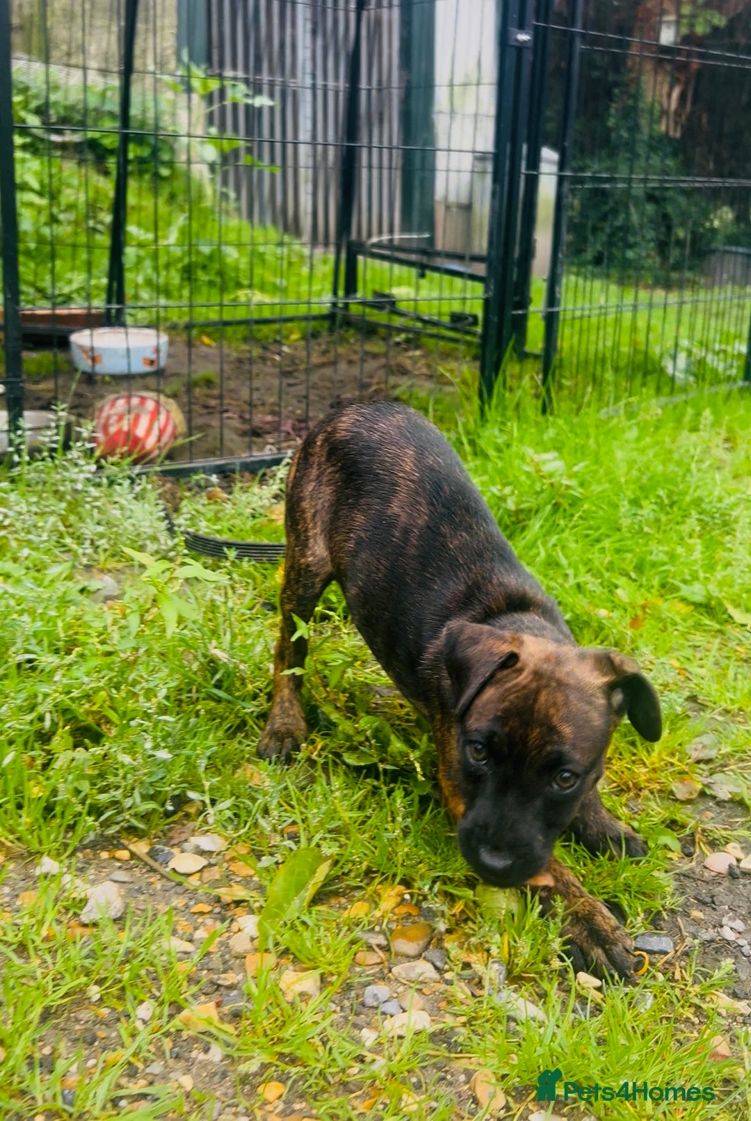 Jack Russell dogs for sale: Black Brindle Jack Russell. Price reduced !  - Image 5